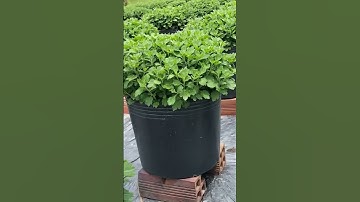 tiếp tục xịt thuốc ngừa thối lá, vàng lá cho Cúc mâm xôi, hoa Tết 2024