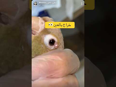خراج بعين ببغاء كنيور عملية في ثواني 