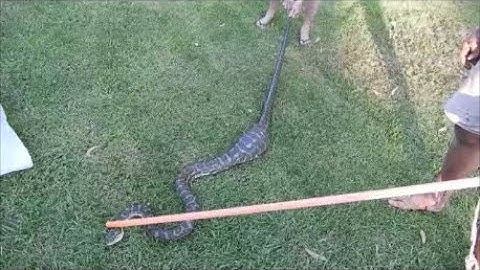 Carpet snake. Catch n relocate. Australia.