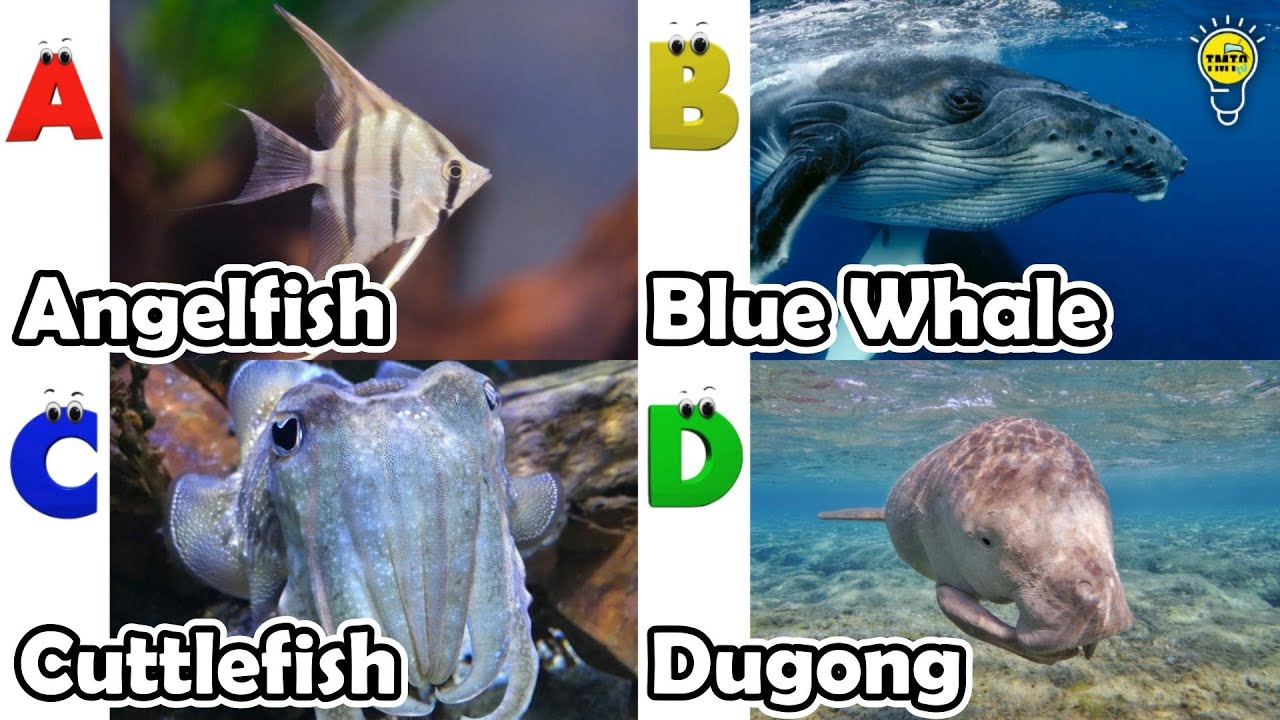 Изучение животных по алфавиту | Песенка про морских животных по алфавиту | Английский язык и живо...