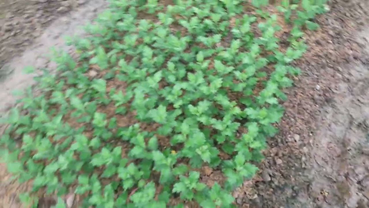 bón phân lần đầu vụ này