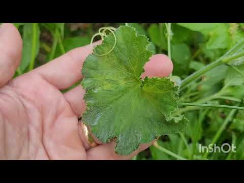 Vídeo: Vírus do Mosaico Amarelo da Abóbora – Controlando o Vírus do Mosaico em Plantas de Abóbora