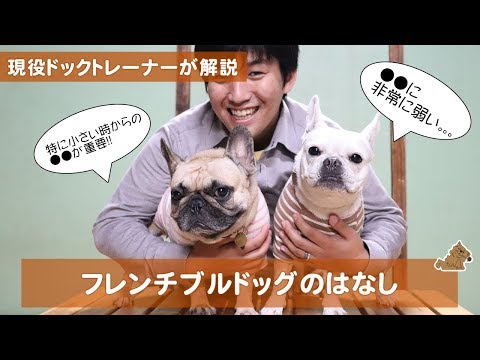 ●●が非常に苦手なフレンチブルドッグの話　どんな犬？飼い方？特徴は？現役ドックトレーナーの犬種紹介（French Bulldog）