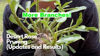 Desert Rose More Branches (Adenium Pruning Update / Results) screenshot 4