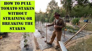 Easy Way To Pull Tomato Stakes And Not Break Them Off Or Your Back Doing So