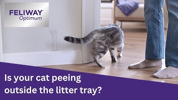 Is your cat peeing outside the litter tray? Reduce signs of stress with FELIWAY
