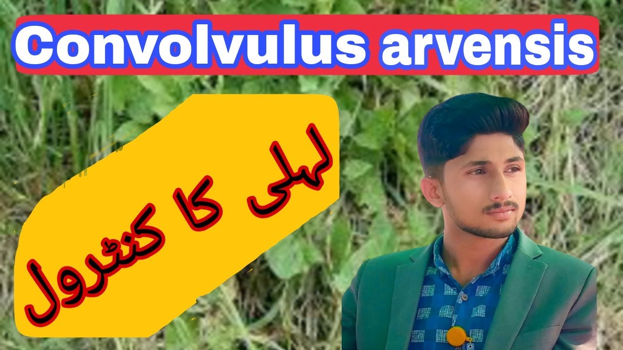 Best control  method for Lehli// Control of Convolvulus arvensis//Identification of Weeds