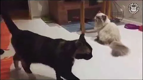 Jump Around Cats