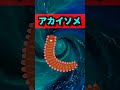 【3選】ファミリーフィッシング！ちょい投げ釣りにおすすめの餌3選【投げ釣り】