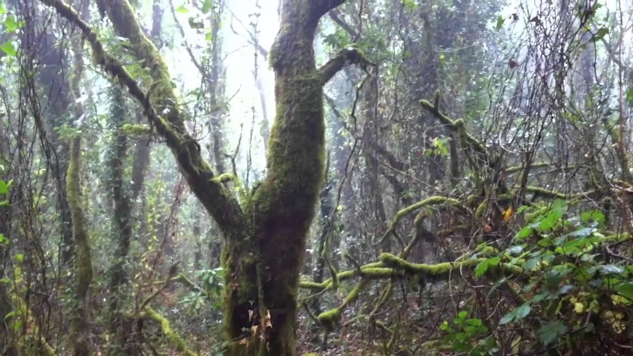 El Bosque De La Niebla( Alcornocales)