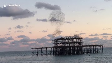 Starling murmuration swirling above Brighton