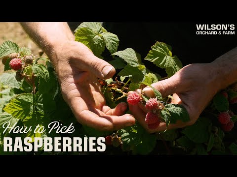 Video: Persyaratan Penyerbukan Raspberry - Bagaimana Penyerbukan Raspberry