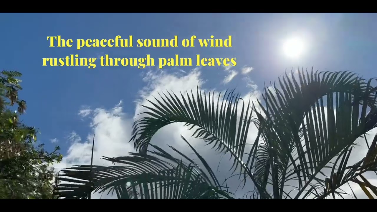 The peaceful sound of wind rustling through palm leaves. #amazing # ...
