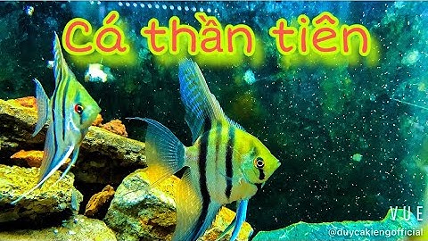 Angel Fish - Cá Thần Tiên - Dễ Chăm Sóc Dành Cho Các Bạn Không Có Nhiều Thời Gian Chăm Sóc Cá .
