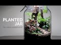 Planted Jar || How to make a nature terrarium || DIY nature terrarium built