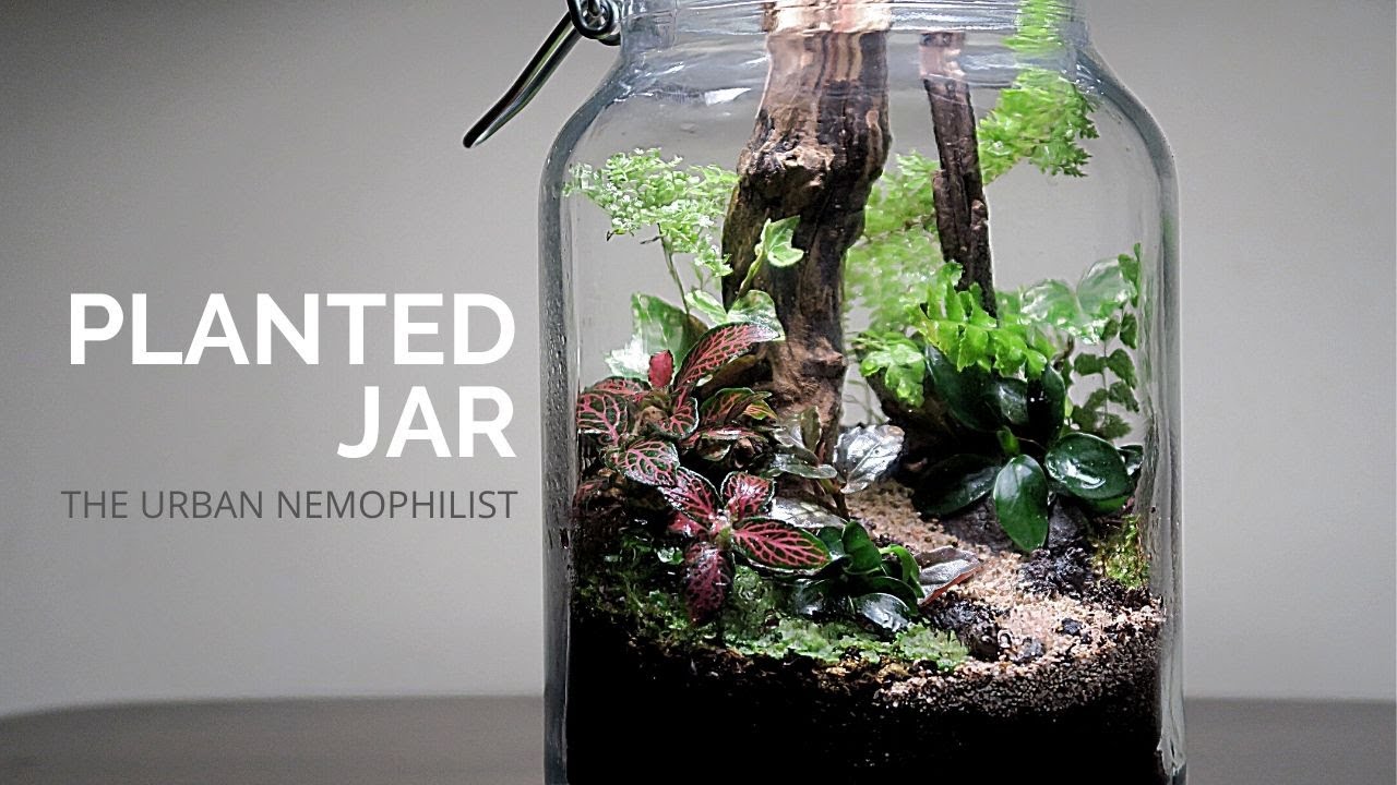 Planted Jar How to make a nature terrarium DIY nature terrarium
