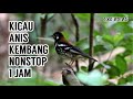 Full Kicau Anis Kembang Nonstop 1 Jam