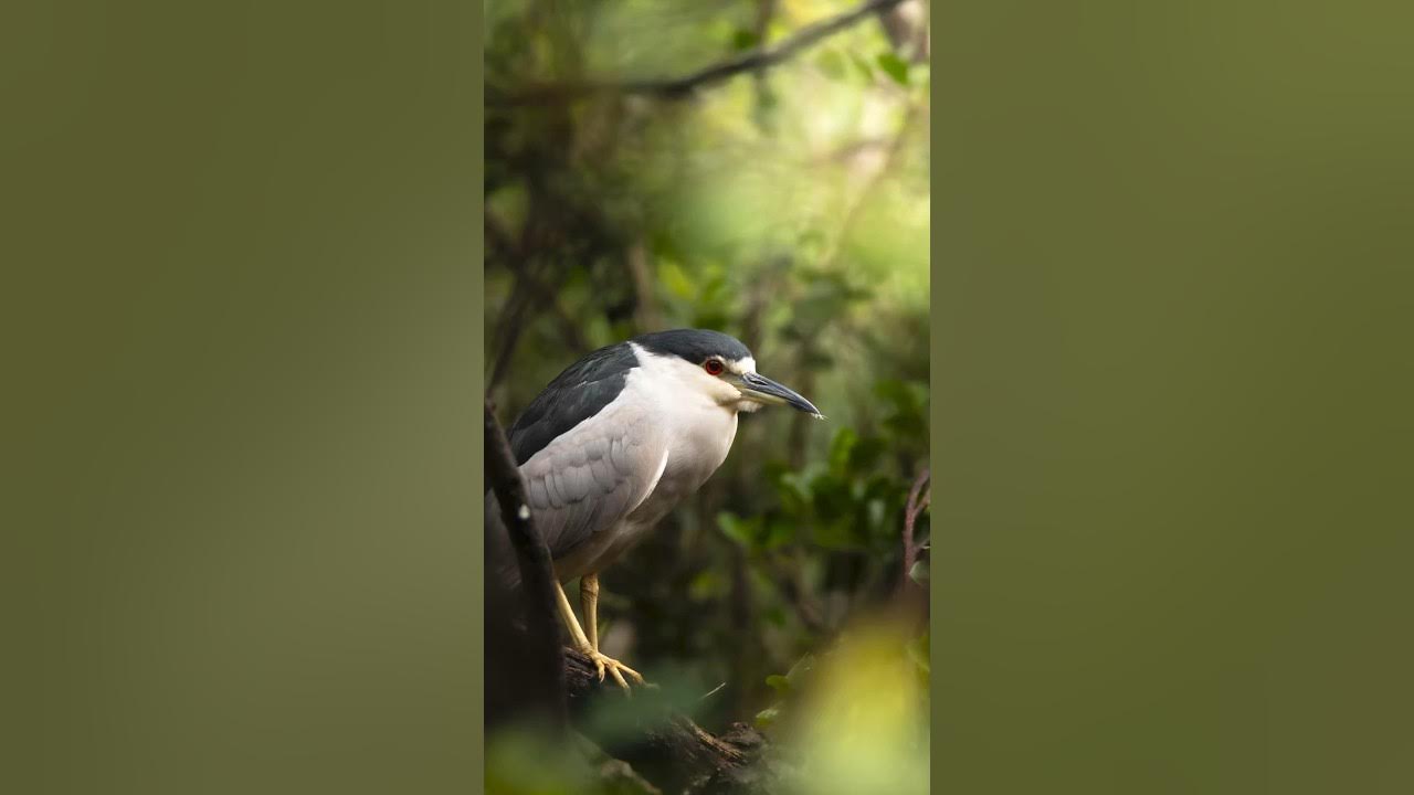 I saw THIS in the Florida Everglades… #shorts #everglades #birds #wildlifephotoghraphy I saw THIS in the Florida Everglades… #shorts #everglades #birds #wildlifephotoghraphy