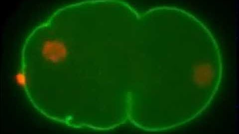C. elegans Polarization and First Cell Division