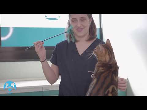 Video: Serval (gatto): descrizione, personaggio, foto. Manutenzione di un gatto serval a casa