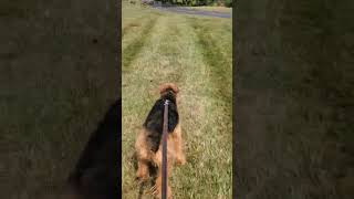 Rue the Airedale chases geese