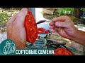 🍅 Как собрать семена помидор в домашних условиях по технологии Гордеевых