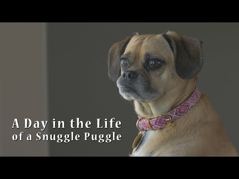 Video: Hvad er den gennemsnitlige levetid for en puggle?