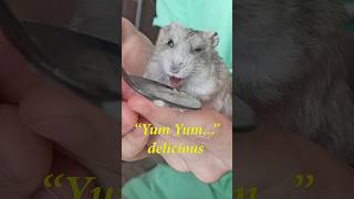 ?Wow How delicious?Hamster Simka eats porridge/Like the video??