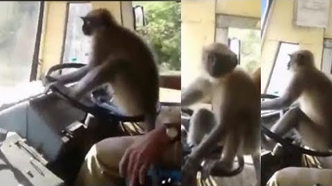 Monkey Driving Bus with Driver in Karnataka | KSRTC Bus