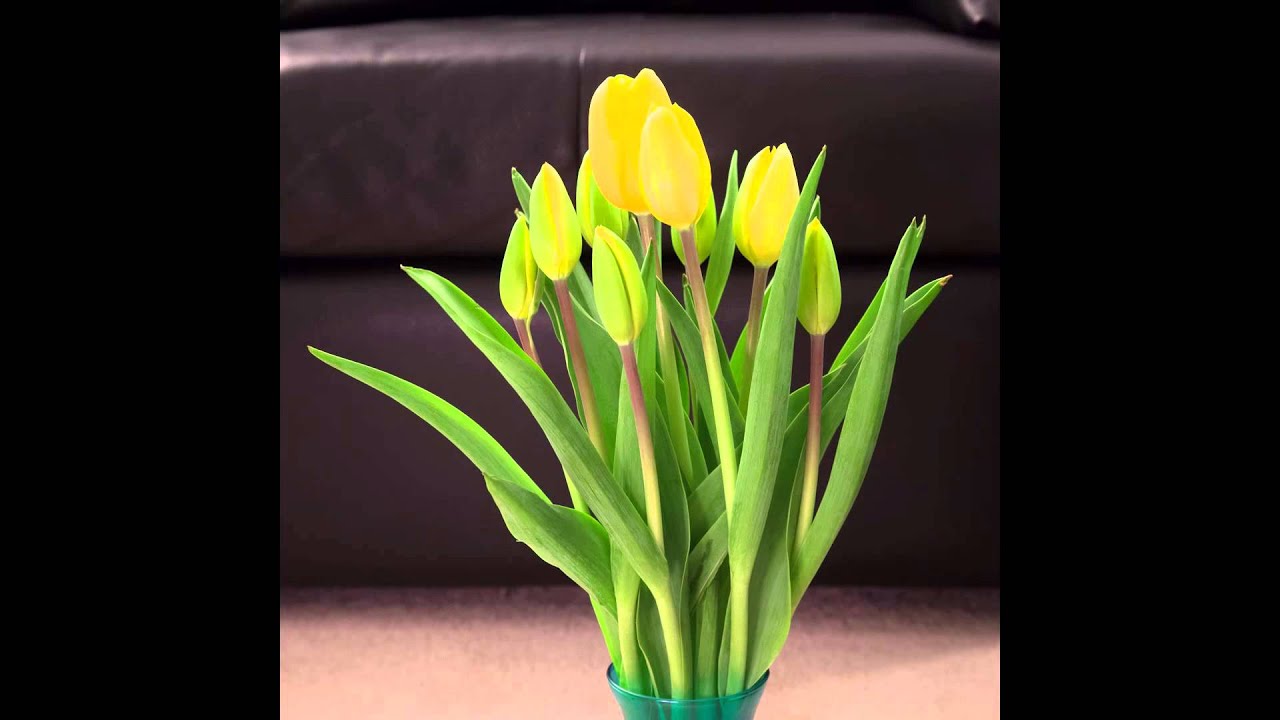 Tulips blooming time lapse (actually mostly wiggling) YouTube