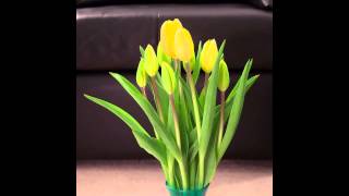 Tulips blooming time lapse (actually mostly wiggling)