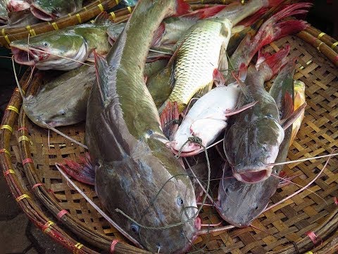 Big Catfish Slice | Huge Size River Long Whiskered Catfish Cutting in the Fish Market from YouTube · High Definition · Duration: 11 minutes 31 seconds · 35,000+ views · uploaded on 12/14/2016 · uploaded by AroundMeBD Big Catfish Slice | Huge Size River Long Whiskered Catfish Cutting in the Fish Market from YouTube · High Definition · Duration: 11 minutes 31 seconds · 35,000+ views · uploaded on 12/14/2016 · uploaded by AroundMeBD