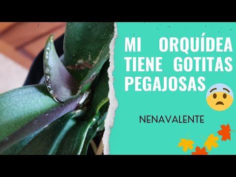 Video: Las hojas de mi orquídea son pegajosas: tratamiento de una orquídea con hojas pegajosas