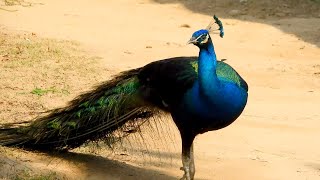 crow vs peacock sounds ~ kauwa & mor ki awaaz screenshot 5