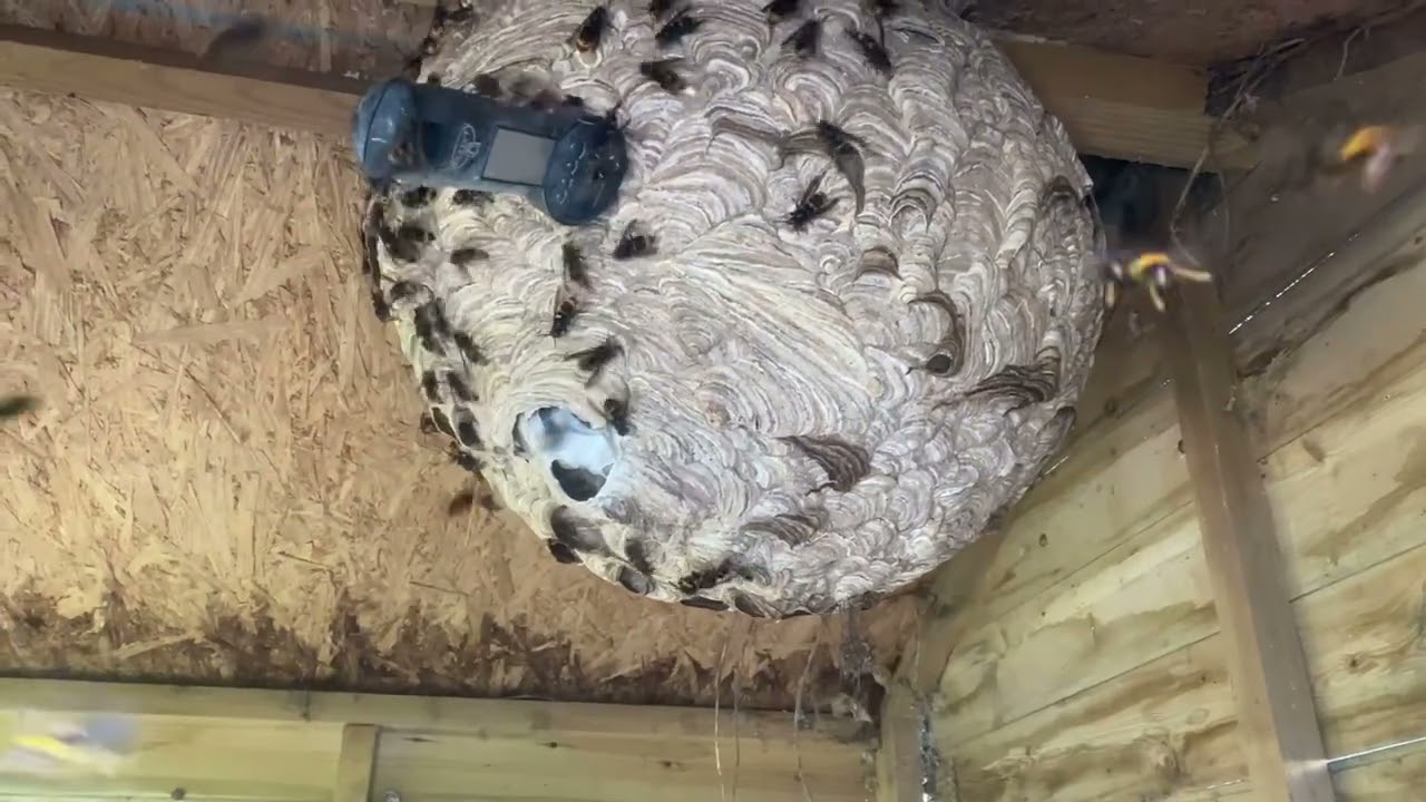 Frelon asiatique, deux piqûres, un miracle