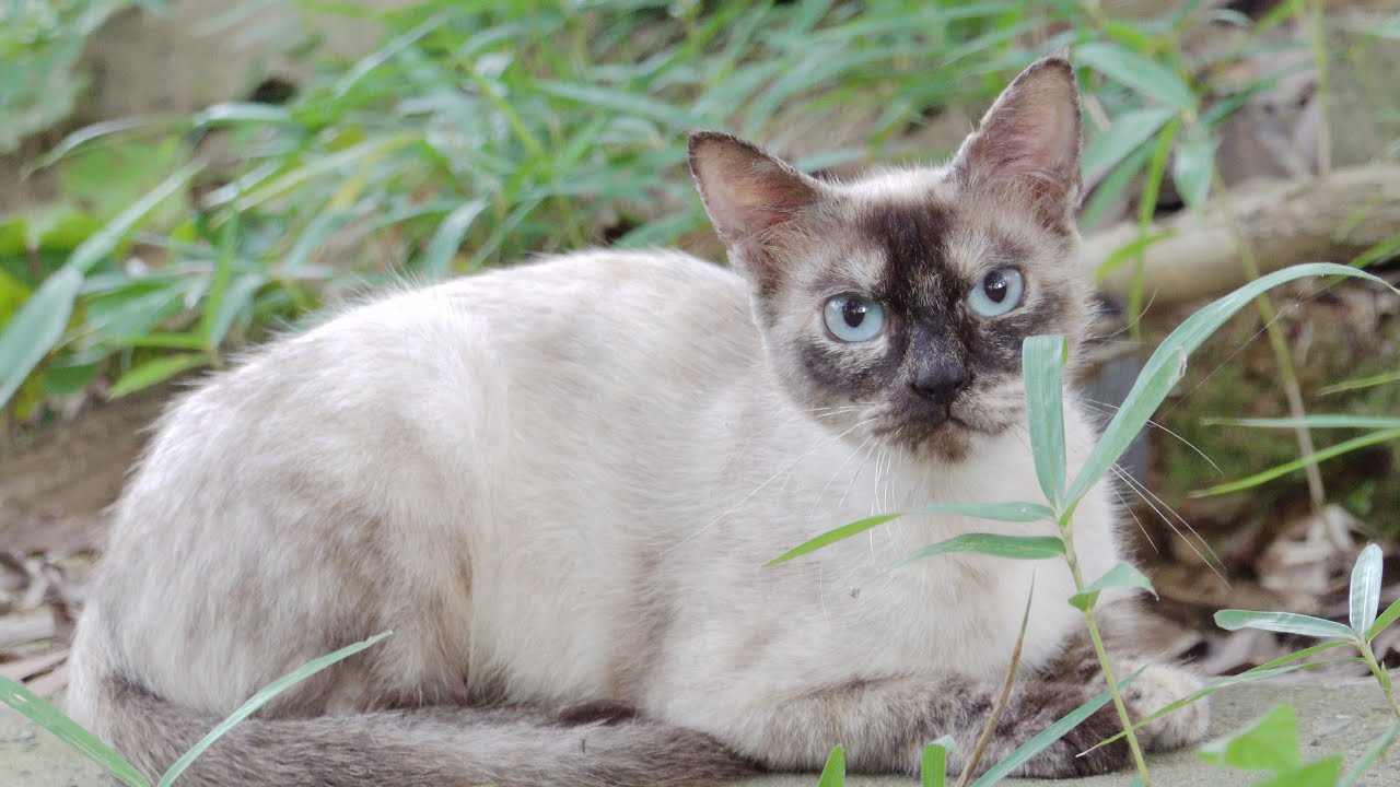 猫の親子 お地蔵様に見守られながら暮らすシャム猫母さんと三毛子猫 Youtube