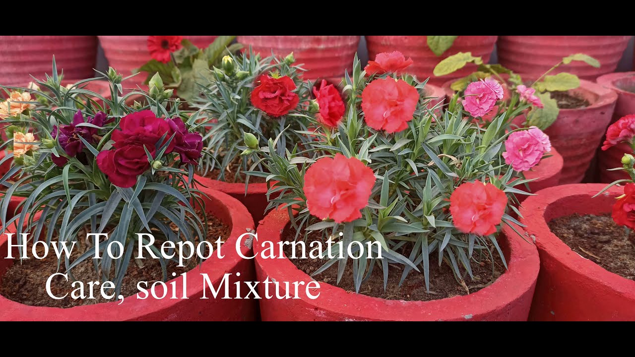 How To Repot Carnation, Full Care, Fertilizers, etc. YouTube
