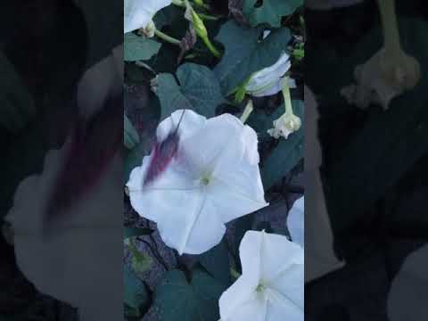 Sphinx Moths meet Moonflower