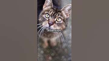 How Cats Communicate: Understanding Their Sounds #kitten #cat