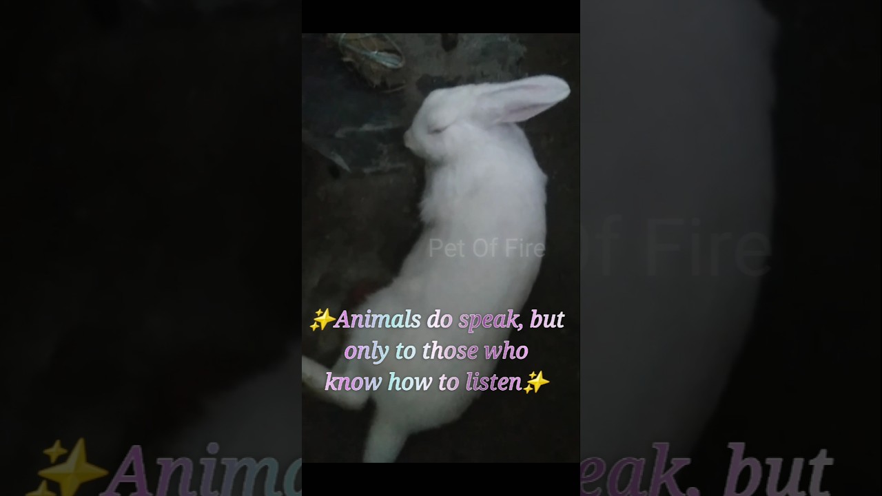 Animals quotes | Pet Of Fire | Sleeping beauty rabbit status 