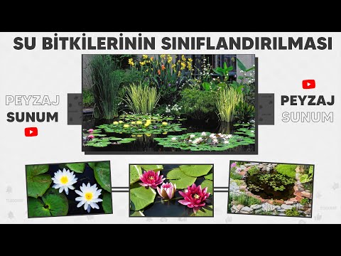Video: Su altı bitkileri: türleri, adları ve açıklamaları