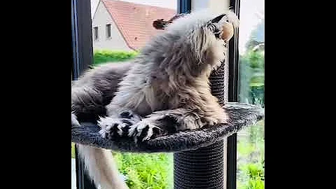 Watch the video about OMG look that beautiful exotic cat! #shorts