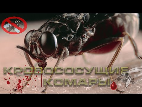 Зачем комары пьют кровь.Какую кровь пьют комары