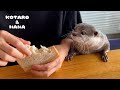 パンに夢中になったカワウソの行動が愛しくてたまらない　Otter Obsessed with Squishy Breads