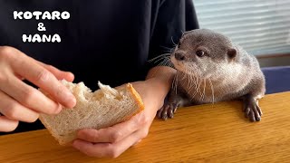 パンに夢中になったカワウソの行動が愛しくてたまらない　Otter Obsessed with Squishy Breads
