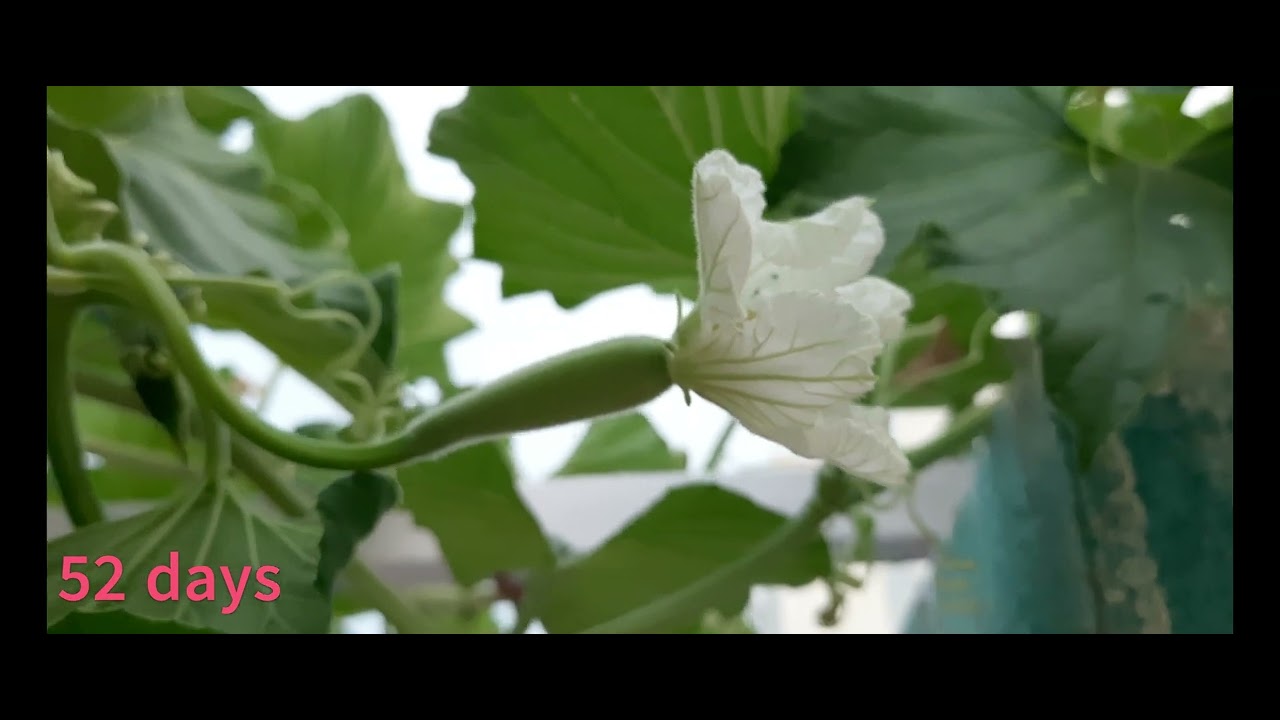 How to Grow Organic Gourd ?