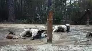 Bravo Company Crucible