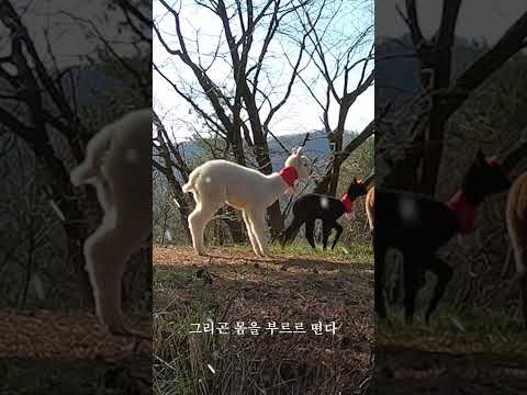 갑자기 에러 걸린 알파카