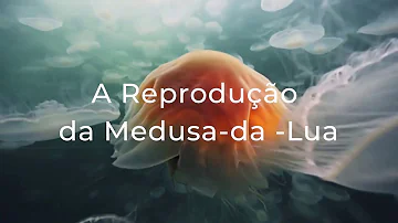 Como é a reprodução das águas vivas?