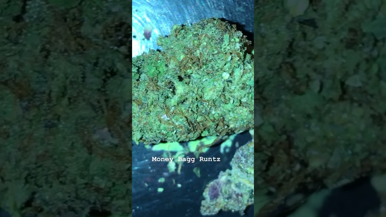 Money Bagg Runtz 💰 Purple AF